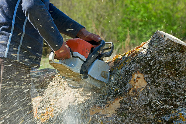 Large Tree Removal in Headland, AL